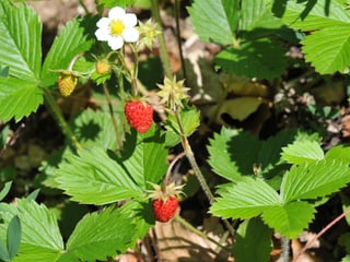 Blüten von Erbeeren und bereits Reife Erdbeeren auf einer Pflanze.