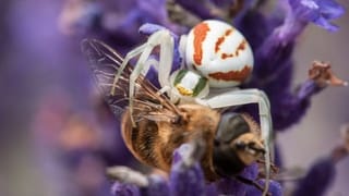 spinne