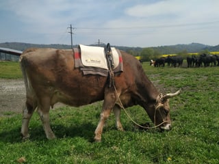 Kuh mit Spezial-Sattel auf der Weide.