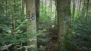 Nummerierte Bäume im Wald