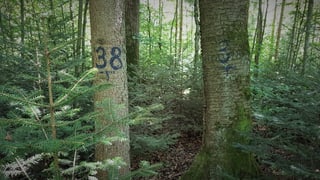 Nummerierte Bäume im Wald Nummerierte Bäume im Wald