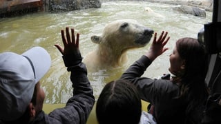 Besucher eines Zoos schauen durch eine Glasscheibe auf einen Eisbär, der im Wasser schwimmt.