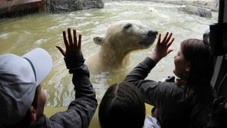Besucher eines Zoos schauen durch eine Glasscheibe auf einen Eisbär, der im Wasser schwimmt. Besucher eines Zoos schauen durch eine Glasscheibe auf einen Eisbär, der im Wasser schwimmt.