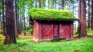 Ziegelhaus im Wald mit moosbewachsenem Dach