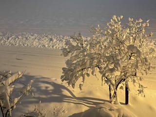 Strasse, Wiese und Baum mit viel Neuschnee in der Nacht