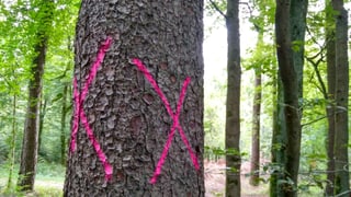 Baum mit roten Kreuzen auf Stamm. Baum mit roten Kreuzen auf Stamm.