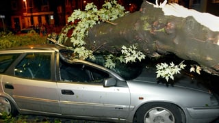 Baum auf auto