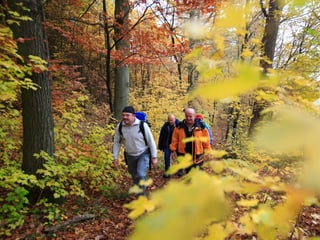 Wanderer gehen durch einen bunt verfärbten Laubwald.