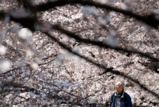 Älterer Mann unter einem Kirschblütenbaum