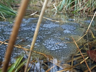 Froschlaich Froschlaich