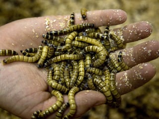 Eine Hand voller lebender Mehlwürmer, sie sind etwa drei Zentimeter gross und gelblich. 