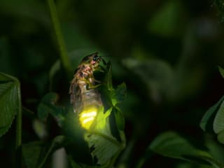 Ein glühendes Glühwürmchen an einem Baumblatt.