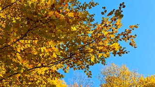 Herbstwald in der Schweiz