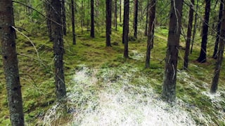 Mycelfäden grafisch gezeichnet auf Waldboden