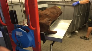 Totes Kalb auf einer Hebebühne Totes Kalb auf einer Hebebühne