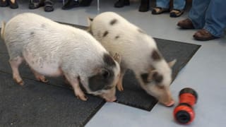 Zwei Schweinchen spielen mit einem Spielzeug Zwei Schweinchen spielen mit einem Spielzeug