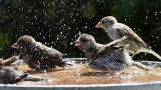 Spatzen planschen in einem Wasserbecken.