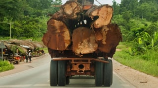 Ein Lastwagen in Atobiase in Ghana transportiert abgeholzte Bäume aus dem Regenwald ab.