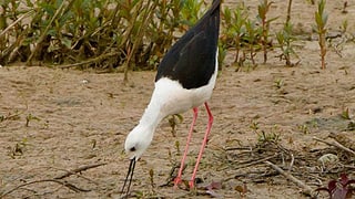 Stelzenläufer auf Sand Stelzenläufer auf Sand