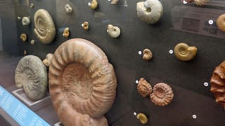 Vitrine mit Fossilien Vitrine mit Fossilien