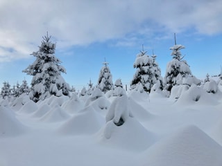 Viel Schnee und verschneite Bäume.