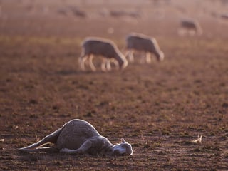 Ein totes Schaf im australischen Bundesstaat New South Wales.