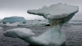 Ein Eisblock schwimmt in den antarktischen Gewässern. Im Hintergrund sind Pinguine zu sehen.