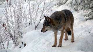 Ein Wolf in einer verschneiten Landschaft. Ein Wolf in einer verschneiten Landschaft.