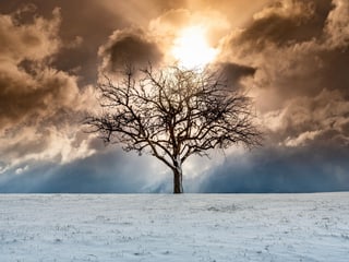 Sonne hinter einem Baum und Wolken bei schneebedeckter Wiese