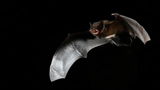 Rauhautfledermaus im Flug Rauhautfledermaus im Flug