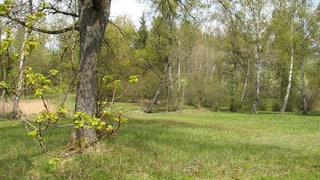 Blick in den Uetlibergwald Blick in den Uetlibergwald