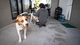Mädchen mit Hunden. Mädchen mit Hunden.