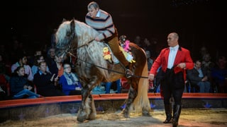 Mike Müller sitzt noch knapp auf einem Ross in der Zirkusarena Mike Müller sitzt noch knapp auf einem Ross in der Zirkusarena