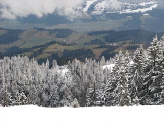 Schnee auf den Tannen der voralpen Schnee auf den Tannen der voralpen