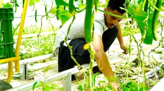 Mann arbeitet in einer Tomatenplantage