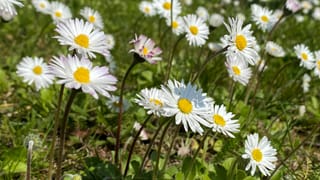Gänseblümchen Gänseblümchen