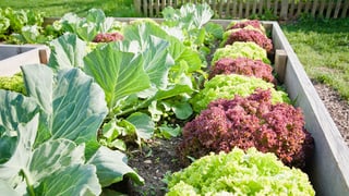 Gartenbeet mit Gemüse