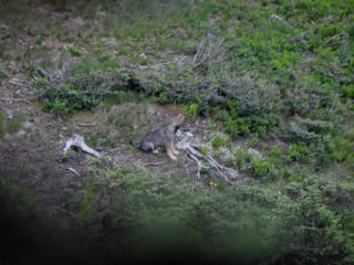 Jungwolf sitzt auf Waldboden