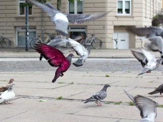 Eine rotgefärbte Taube unter lauter grauen.