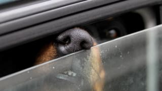 Hund steckt Schnauze durch halbgeöffnetes Autofenster.