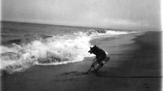 Ein verblichenes Polaroidfoto mit einem Hund am Strand.