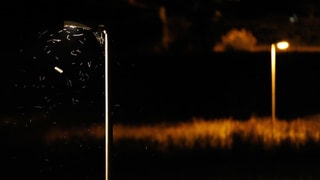 Lampe in der Nacht mit Insekten Lampe in der Nacht mit Insekten