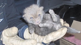 Ein drei Wochen alter Rotfuchs, der beim Wildhüter abgegeben wurde. 