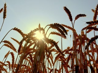 Weizenfeld vor der Sonne.