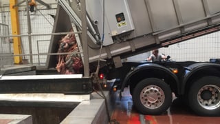 Ein Lastwagen lädt tote Tiere und Schlachtabfälle ab Ein Lastwagen lädt tote Tiere und Schlachtabfälle ab