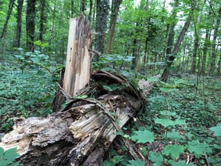 Ein toter Baum liegt im Wald