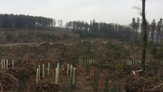 Setzlinge auf einer Fläche, wo der Wald umgeworfen wurde. Setzlinge auf einer Fläche, wo der Wald umgeworfen wurde.