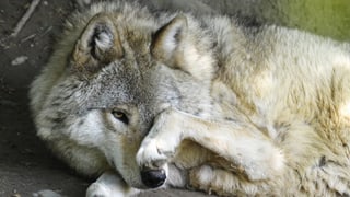 Wolf im Zoo Zürich