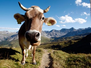 Kuh auf der Alp