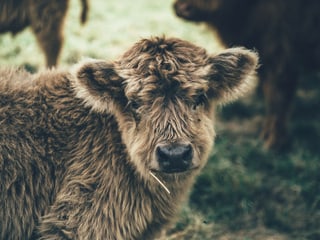 Flauschiges Hochland-Rind
